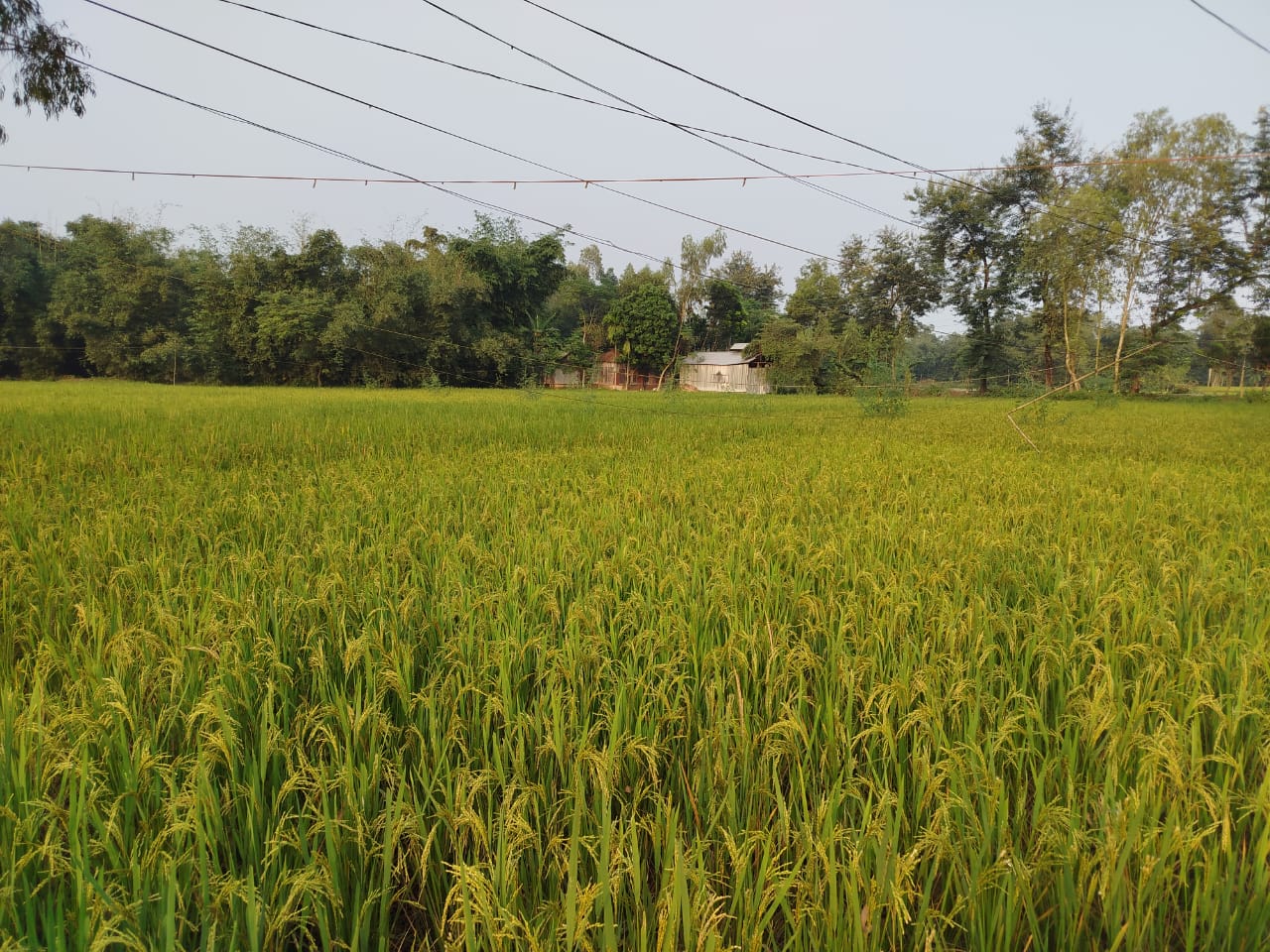 লালমনিরহাটে মাঠজুরে শোভা পাচ্ছে সোনালি ধানের শীষে